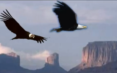 Inselbrief – März 2013 – Vereinigung von männlich und weiblich – von Kondor und Adler