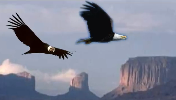 Inselbrief – März 2013 – Vereinigung von männlich und weiblich – von Kondor und Adler