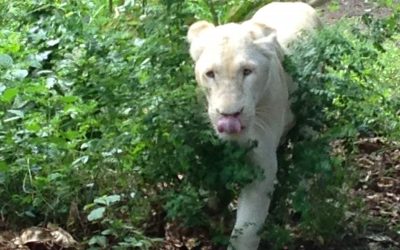 Martina’s Erfolgstipp: Denke Dich erfolgreich