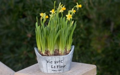 Suizid der letzte Ausweg – Inselbrief Februar 2018 –