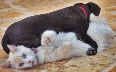 Was hat Eifersucht mit Zugehörigkeit zu tun?